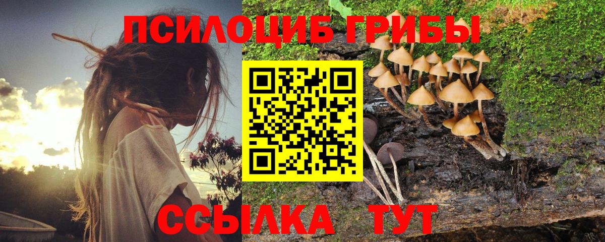 Галлюциногенные грибы Psilocybe Кстово